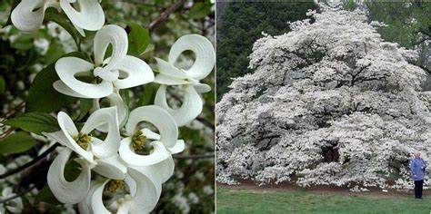 Discover the secret world of the magic dogwood tree available for sale